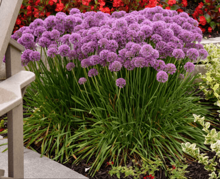 Allium Serendipity