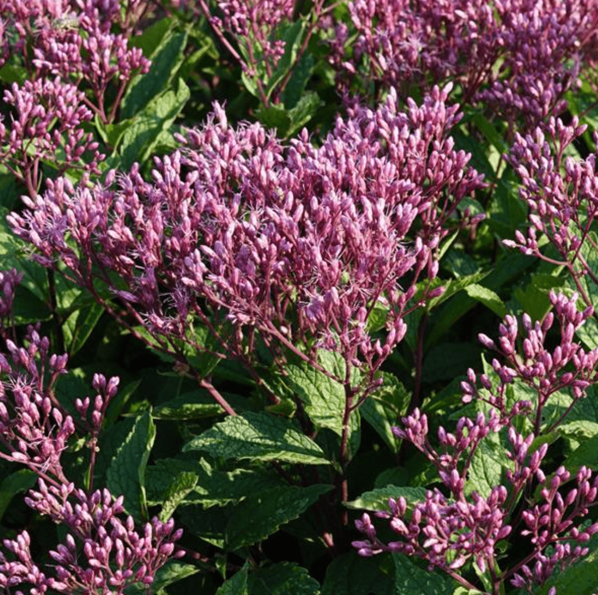 Eupatorium Euphoria Ruby, pink perennial flowers