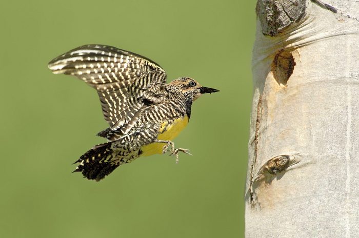 A Williamson's sapsucker flies toward a hole in a tree trunk.