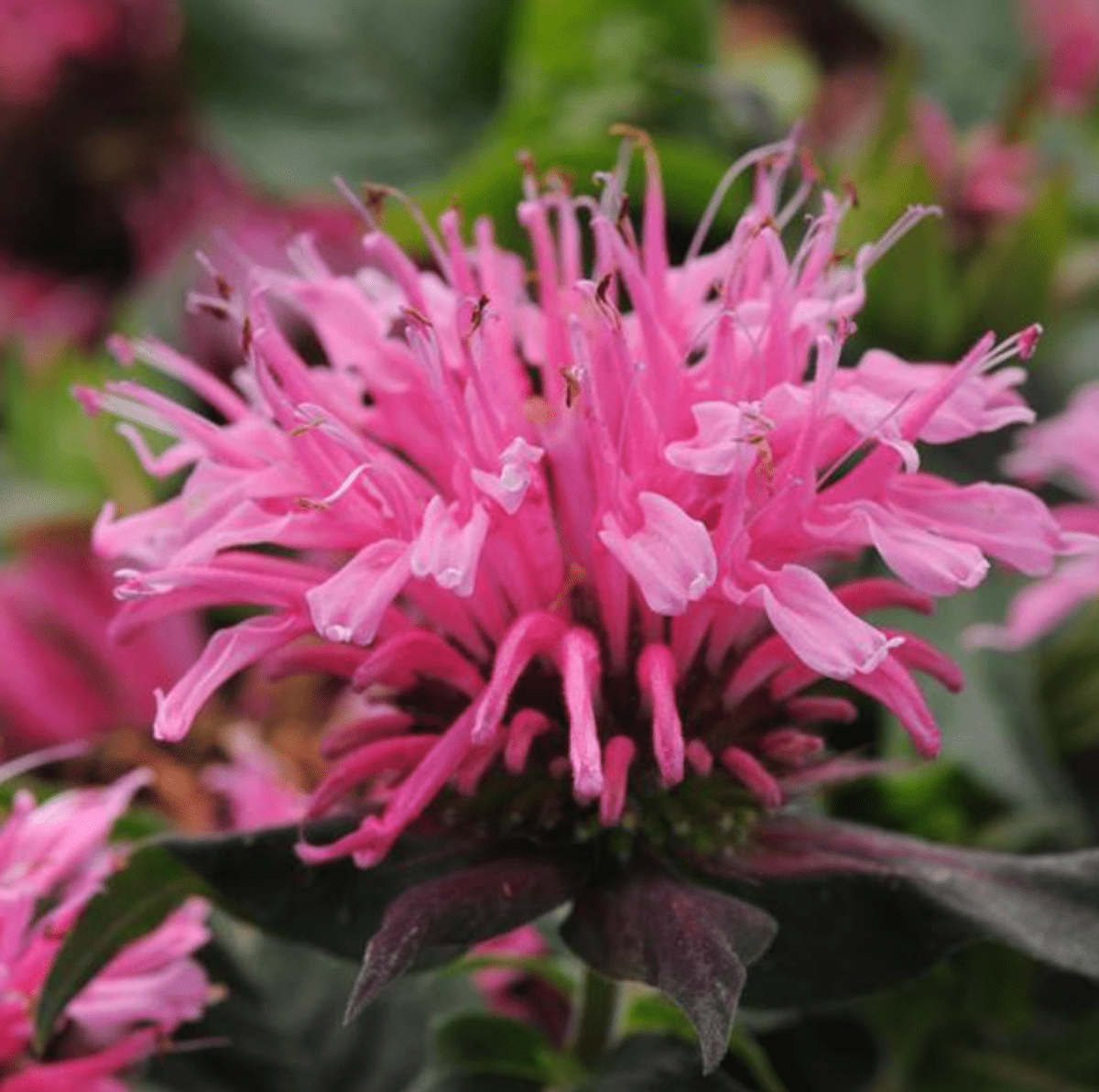 Monarda Balmy