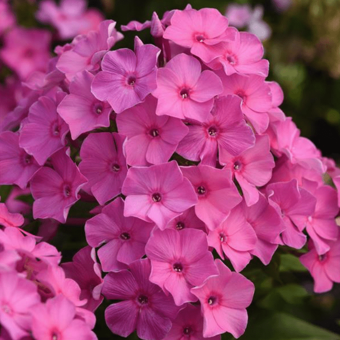 Phlox Paniculata