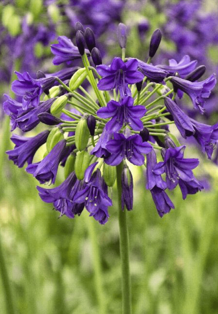 Purple Potion Agapanthus