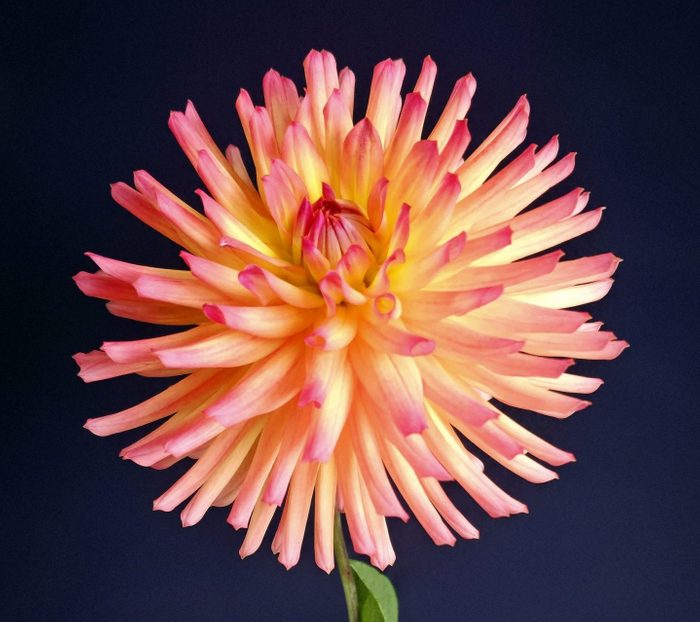 A single Redwood Honeybee dahlia in a small vase.