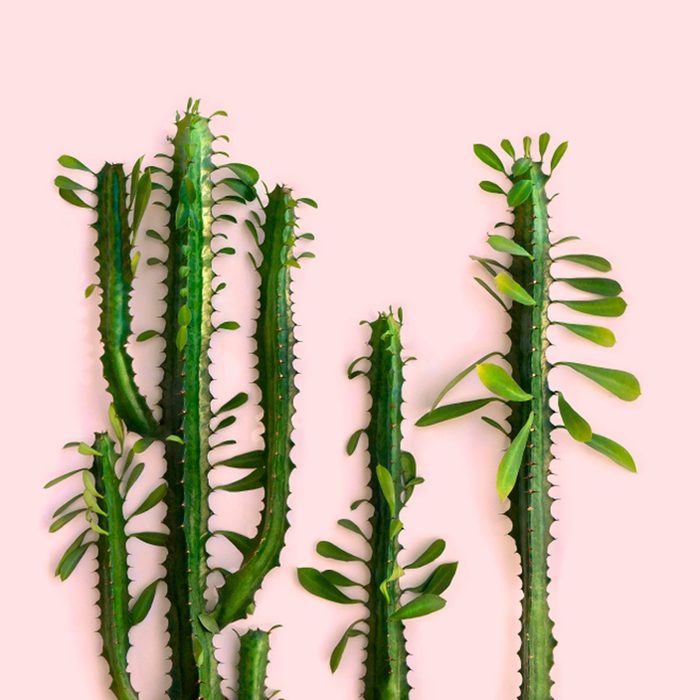 Shutterstock 1107071966 Twig