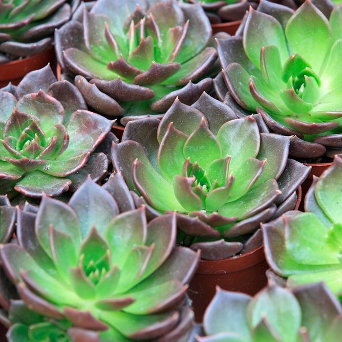 Shutterstock 254477461 Rosette