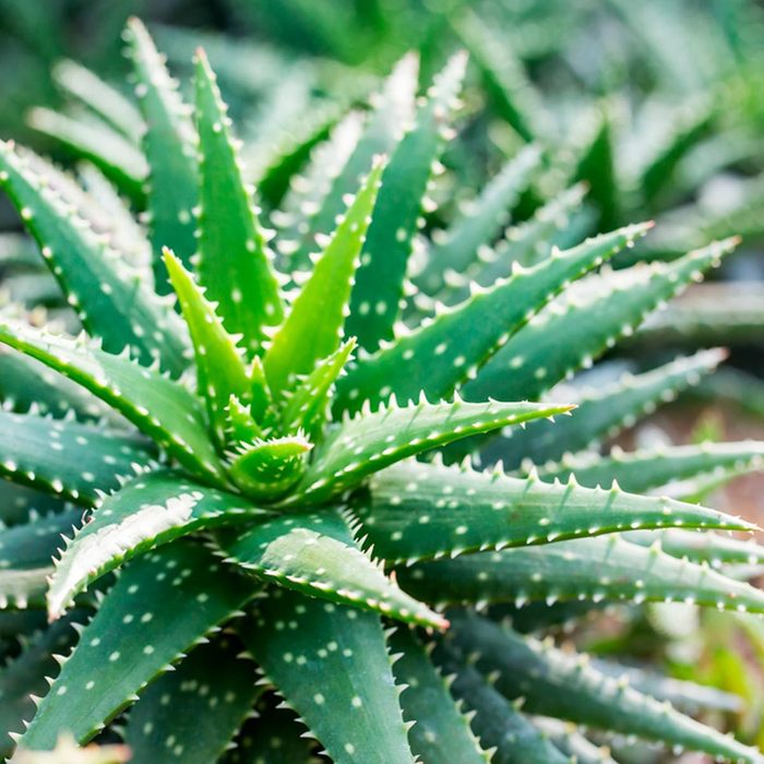 Shutterstock 321021023 Aloe