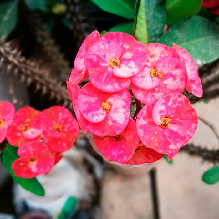Shutterstock 607639559 Red