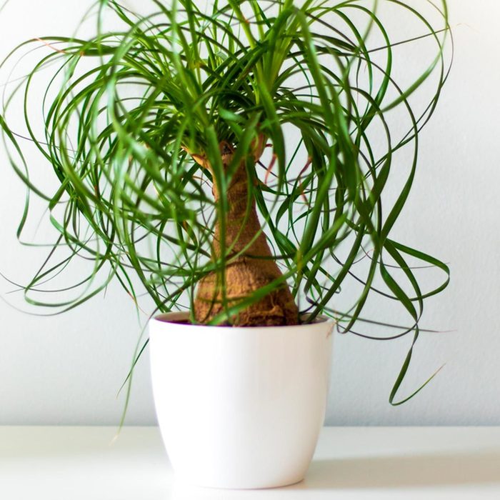 Shutterstock 695907655 Vase