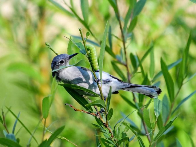 Blue-gray gnatcatcher