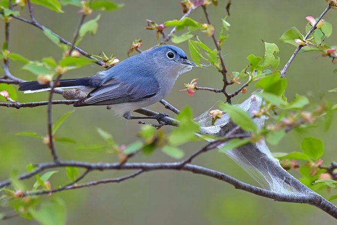 Blue-gray gnatcatcher