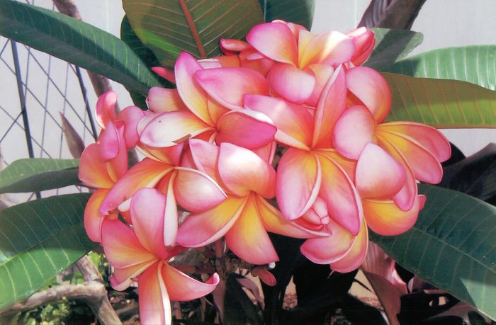 plumeria flowers