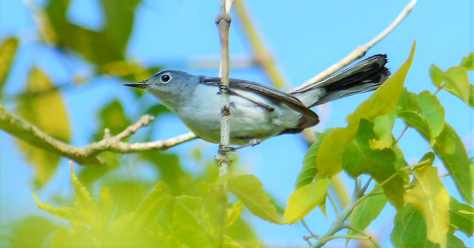 Blue-gray gnatcatcher