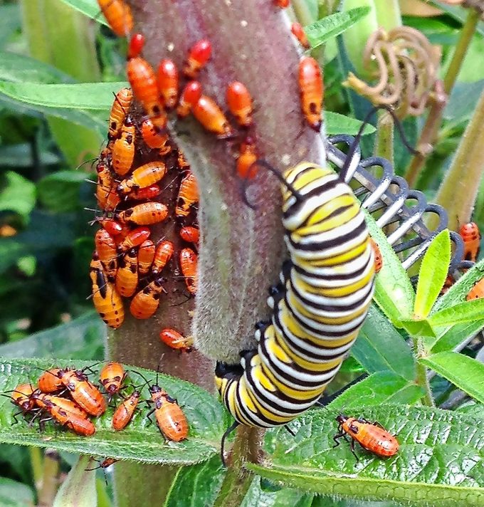 14 Nancydietrich Bbxsep20, milkweed bug