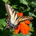 Is That a Yellow Monarch Butterfly in Your Garden?