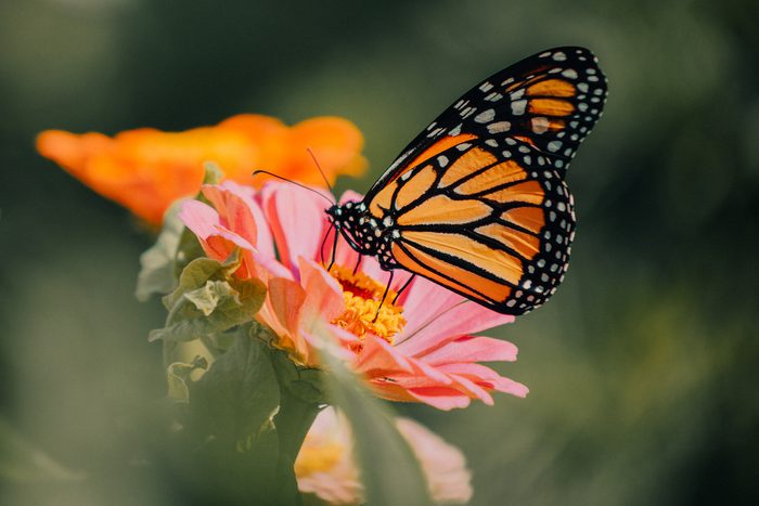 250319895 1 Rebecca Reynolds Bnb Bypc2020, pictures of monarch butterflies
