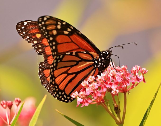 swamp milkweed