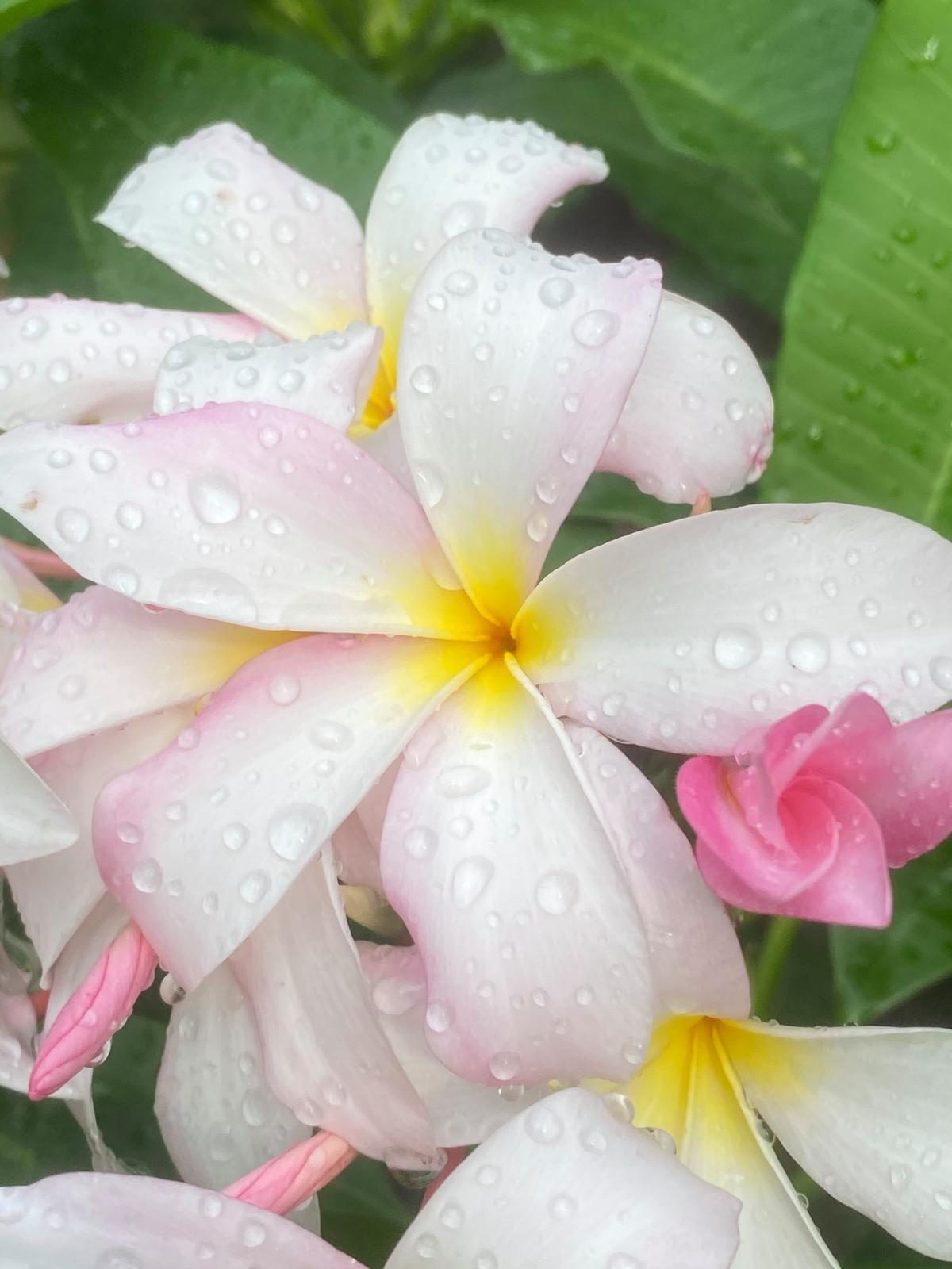 plumeria