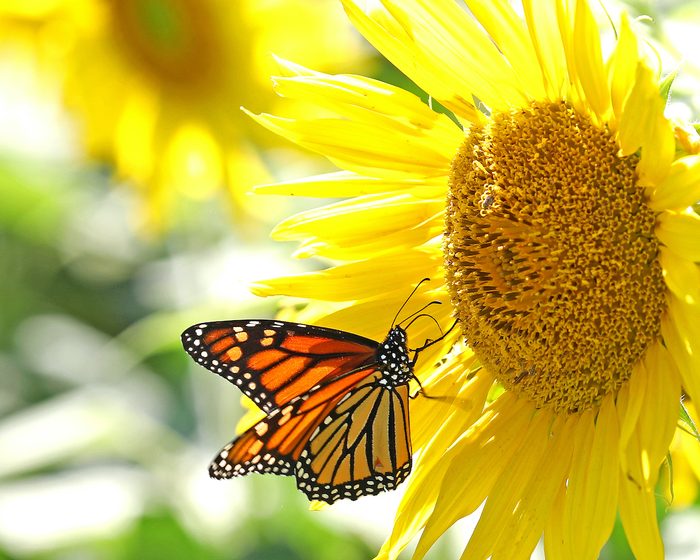252716551 1 Rick Hess Bnb Bypc2020, pictures of monarch butterflies