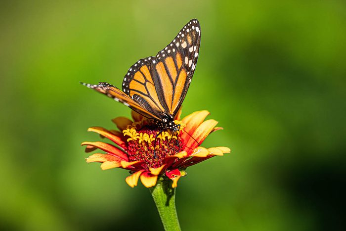 252909861 1 Bob Wyble Bnb Bypc2020, pictures of monarch butterflies