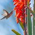 Drought Tolerant Aloe Vera Plants Are Easy to Grow