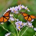 20 Must-See Pictures of Monarch Butterflies