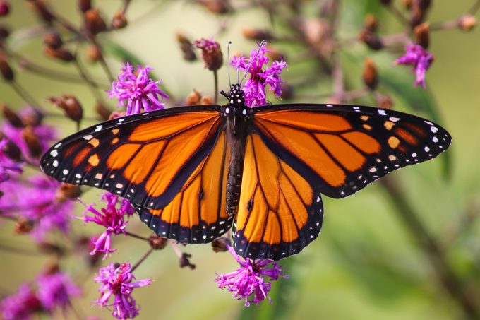 monarch butterfly