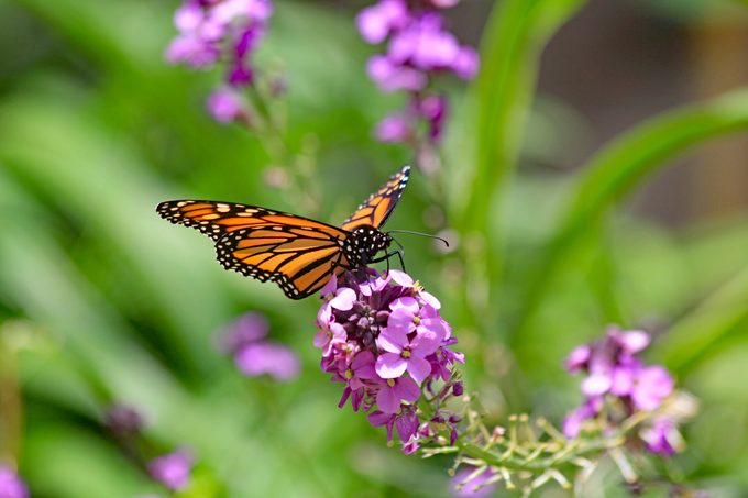 monarch facts