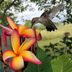 How to Grow Tropical Plumeria Flowers (Frangipani)
