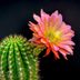 15 Beautiful Pictures of Cactus Flowers