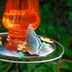 Will Butterflies Visit Your Sugar Water Feeder?