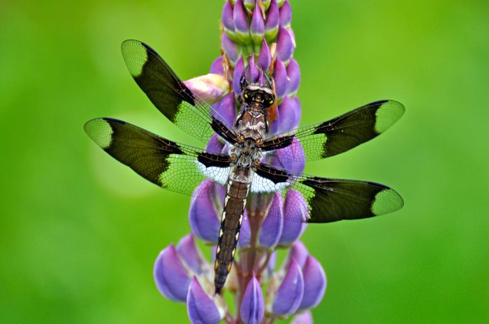 274877215 1 Clara Learnard Bnb Bypc 2021, pictures of bugs