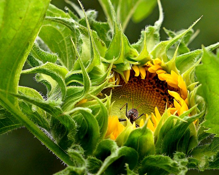 275349287 1 Keith Clemens Bnb Bypc 2021, pictures of bugs