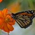 Monarch Butterfly Predators and Parasites to Watch For