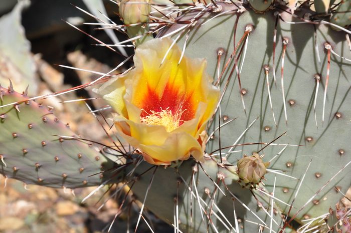 275738502 1 Dennis Faust Bnb Bypc 2021, cactus flowers