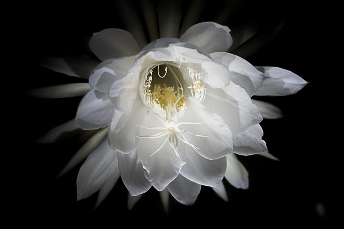 276779956 1 Luke George Bnb Bypc 2021, cactus flowers