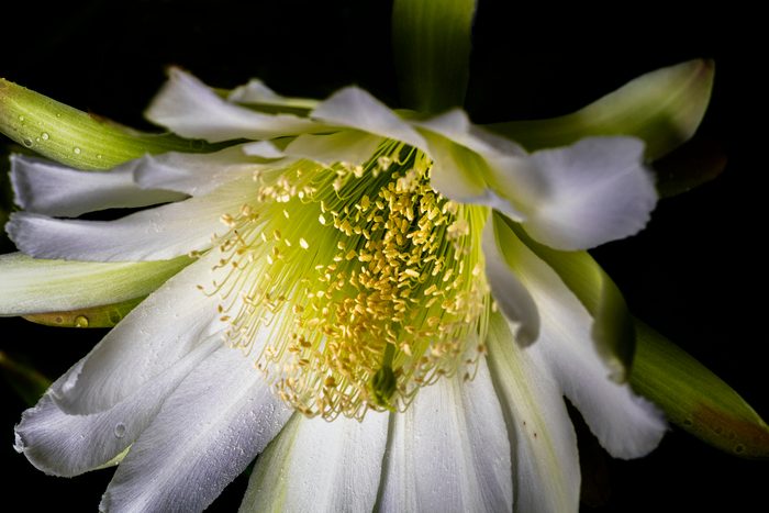 277315463 1 John Carney Bnb Bypc 2021, cactus flowers