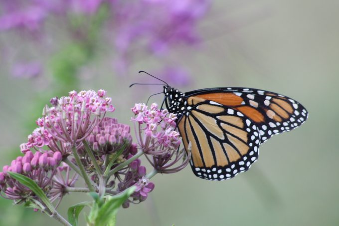 swamp milkweed