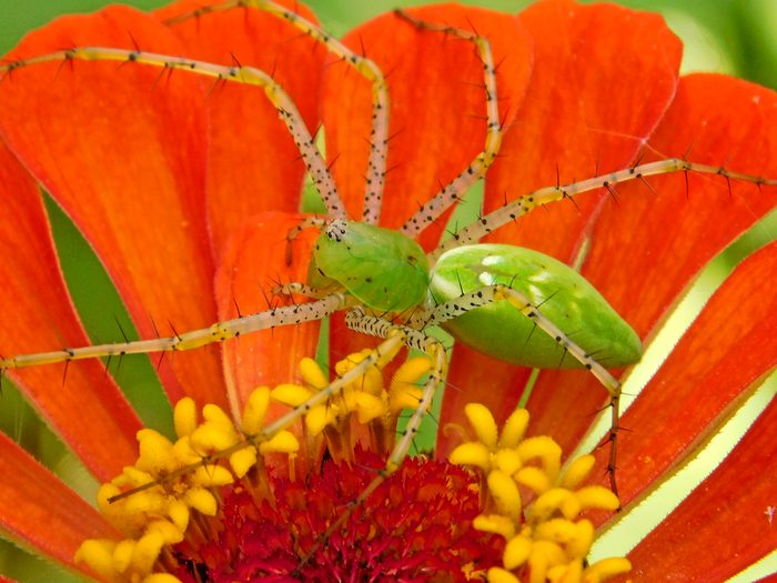 277953128 1 Angela Sampson Bnb Bypc 2021, pictures of bugs
