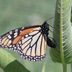 Monarch Eggs or Aphids? How to Tell the Difference
