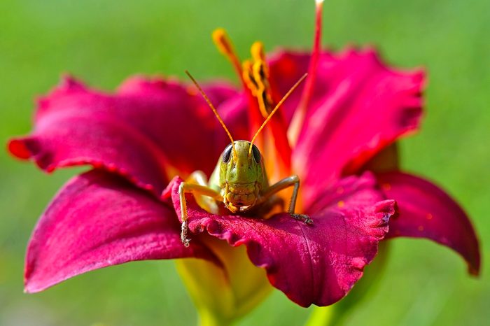 278215910 1 Christopher Campanaro Bnb Bypc 2021, pictures of bugs