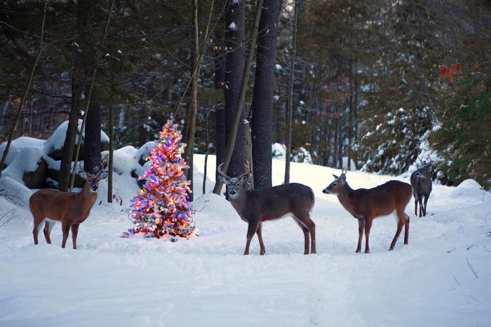 funny deer pictures