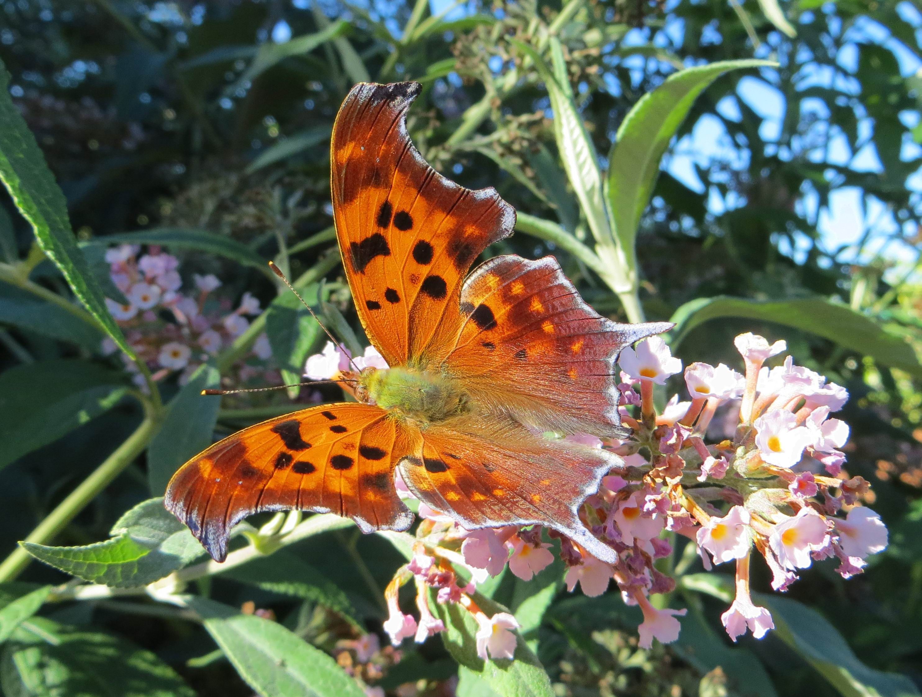 question mark butterfly