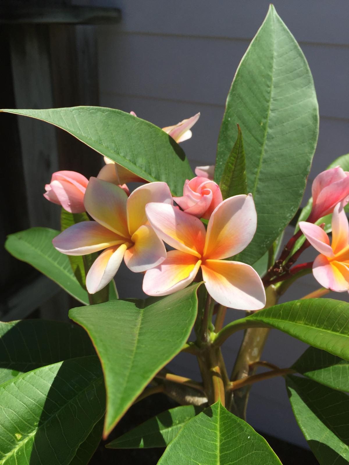 plumeria