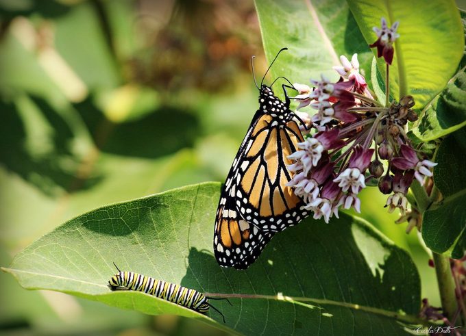 monarch caterpillar