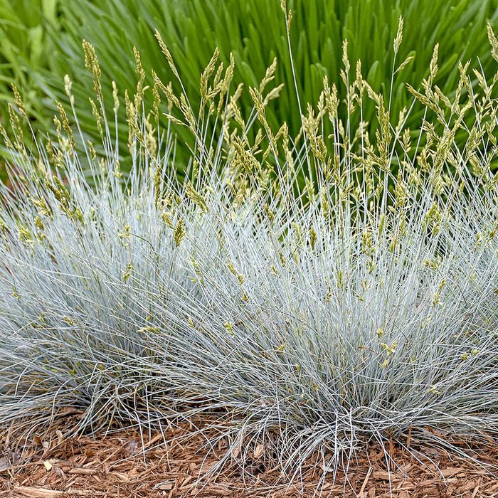 Blue fescue