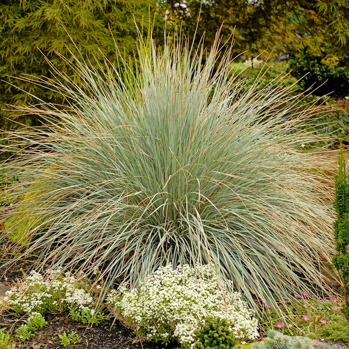 Blue oat grass