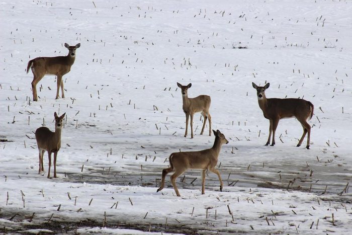 funny deer pictures