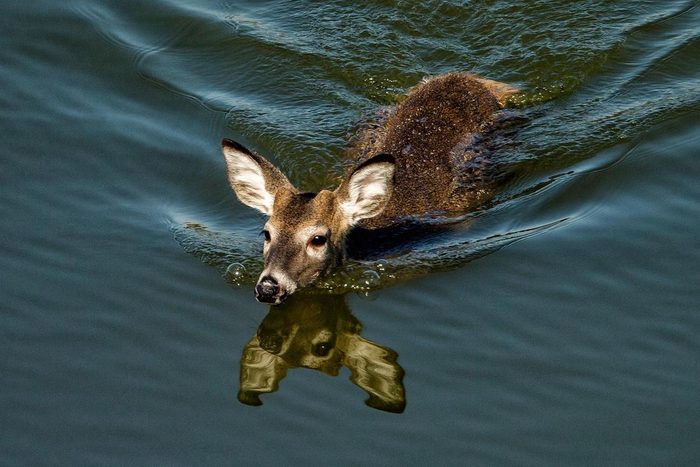funny deer pictures
