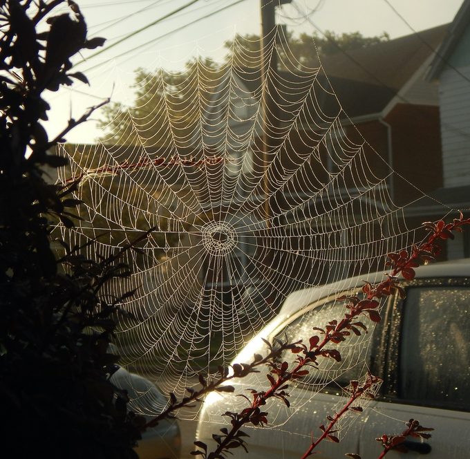 spider web