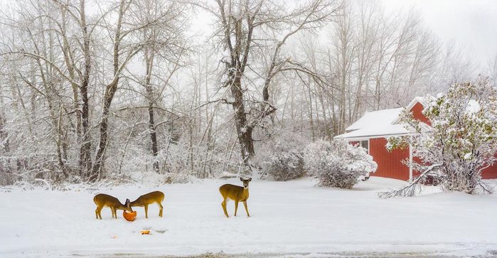 funny deer pictures